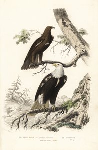 Greater Spotted Eagle and Bald Eagle by Edouard (after) Travies