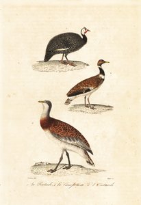 Guineafowl and Bustards