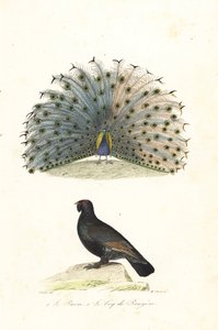Indian Peafowl and Western Capercaillie by Edouard (after) Travies