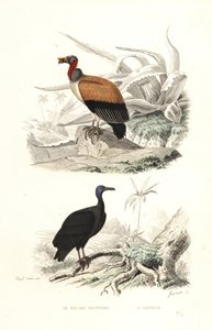 King vulture and turkey vulture