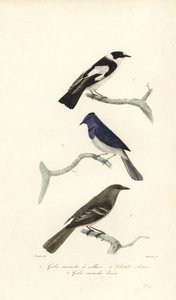 Pied Flycatcher, Blue and White Flycatcher and New Zealand Fantail by Edouard (after) Travies