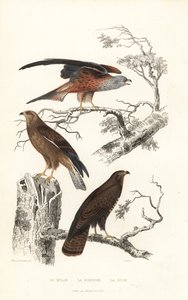 Red kite, honey buzzard and common buzzard