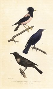 Ring ouzel, blue rock thrush and rosy starling