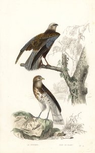 Western Marsh Harrier and Short-Toed Snake Eagle