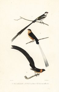 Whydah birds