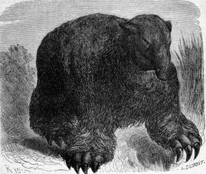 Prehistory: representation of a megatherium (earthly lazy of the elephant family). Engraving by Edouard Riou (1833-1900) from the end of the 19th century