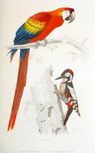 1. Scarlet Macaw. 2. Great Spotted Woodpecker