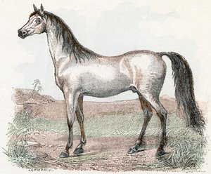 Horse - Alphabet Illustrates Animals 19th Century by Edouard Travies