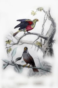 The Green Parrot. The Mascarin