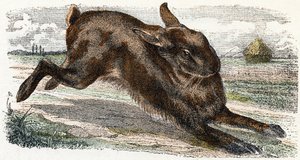 Hare - Alphabet Illustrates Animals