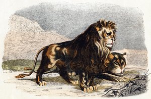 Lion and Lioness - 
