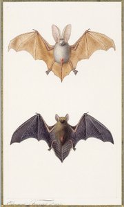 Long-eared Bat and a Common Bat by Edouard Travies