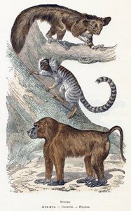 Monkeys - Alphabet illustrates animals by Edouard Travies