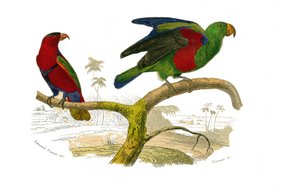 Natural History Board: Zoological board representing climbers. The tricolor lori and the green parrot. Plate drawn from the nine volumes on birds in 