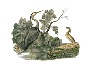 Natural History Board: Zoological board representing waterbirds and cultrirostrous waders (with large, long and strong bills): heron and crab. Plate drawn from the nine volumes on birds in 