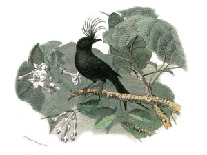 Natural History Plate: Zoological board representing dentirostrous passerines (with echancre). The drongo. Plate drawn from the nine volumes on birds in 