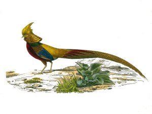 Natural History Plate: Zoological board representing gallinaces: the Chinese dore pheasant. Plate drawn from the nine volumes on birds in 