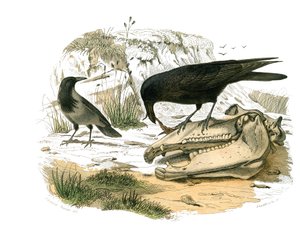 Natural History Board: Zoological board representing conirostrous passerines (conical beak). The raven. Plate drawn from the nine volumes on birds in 