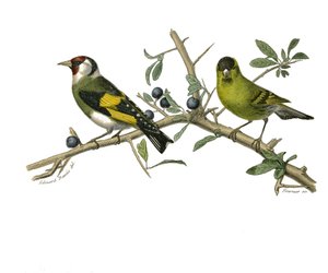 Natural history board: Zoological board representing conirostrous passerines by Edouard Travies