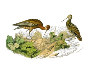 Natural History Board: Zoological Board Representing the Longirostrous Shading by Edouard Travies