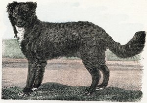 Newfoundland, Newfoundland - Alphabet illustrates animals 19th century by Edouard Travies