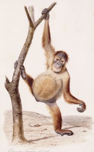 Orangutan, 1836