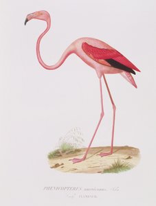 Phenicopterus americanus (Flamenco) engraved by Fournier, pub. by Bougeard by Edouard Travies