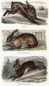 Rabbits - Alphabet Illustrates Animals 19th Century by Edouard Travies