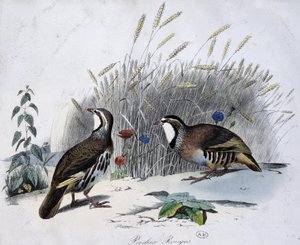 Red Partridge - Drawing by Travies by Edouard Travies