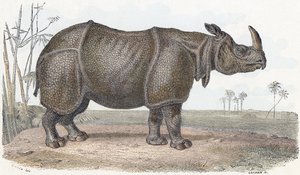 Rhinoceros - Alphabet Illustrates Animals by Edouard Travies
