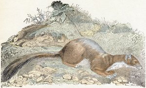 Snoopy - Alphabet Illustrates Animals 19th Century by Edouard Travies