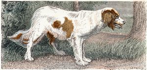 Spaniel (Dog) - Alphabet Illustrates Animals by Edouard Travies