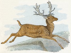Reindeer - 