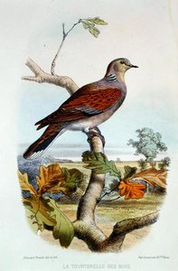 The Turtle Dove by Edouard Travies