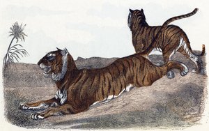 Tigers - Alphabet illustrates animals 19th century