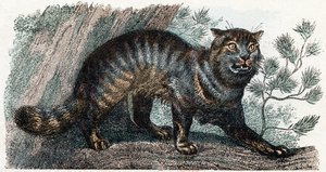 Wild Cat - Alphabet Illustrates Animals by Edouard Travies