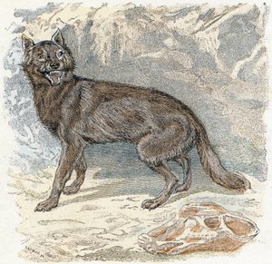 Wolf - Alphabet Illustrates Animals