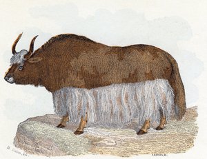 Yak - 