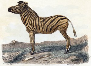 Zebra - Alphabet illustrates animals by Edouard Travies