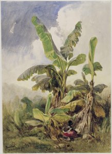 Banana Grove. Penha by Eduard Hildebrandt