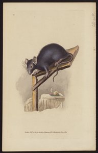 Black Rat by Edward (after) Donovan