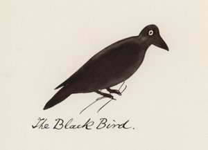 Edward Lear, The Bird Book: The Black Bird by Edward (after) Lear
