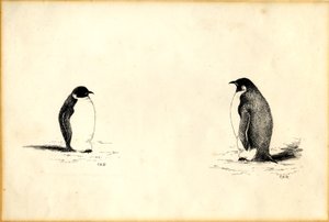 Emperor penguins