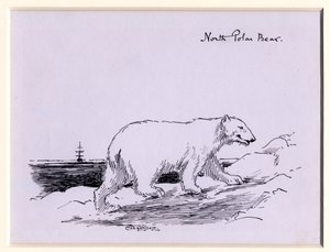 Polar bear, c.1905 by Edward Adrian Wilson