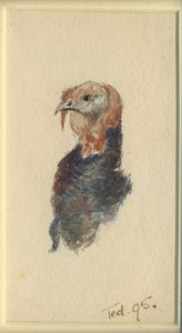 Study of a turkey, 1895 by Edward Adrian Wilson