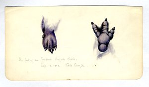 Two studies of the foot of an emperor penguin chick, 1901-04 by Edward Adrian Wilson