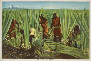 Sisal in East Africa, from the series 