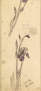 Irises by Edward Burne Jones
