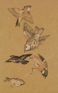 Love Leading the Pilgrim - Study of Birds: Finches by Edward Burne Jones