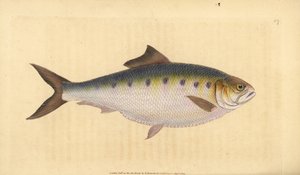 Allis shad, Alosa alosa (Shad, Clupea alosa). Handcoloured copperplate drawn and engraved by Edward Donovan from his Natural History of British Fishes, Donovan and F.C. and J. Rivington, London by Edward Donovan